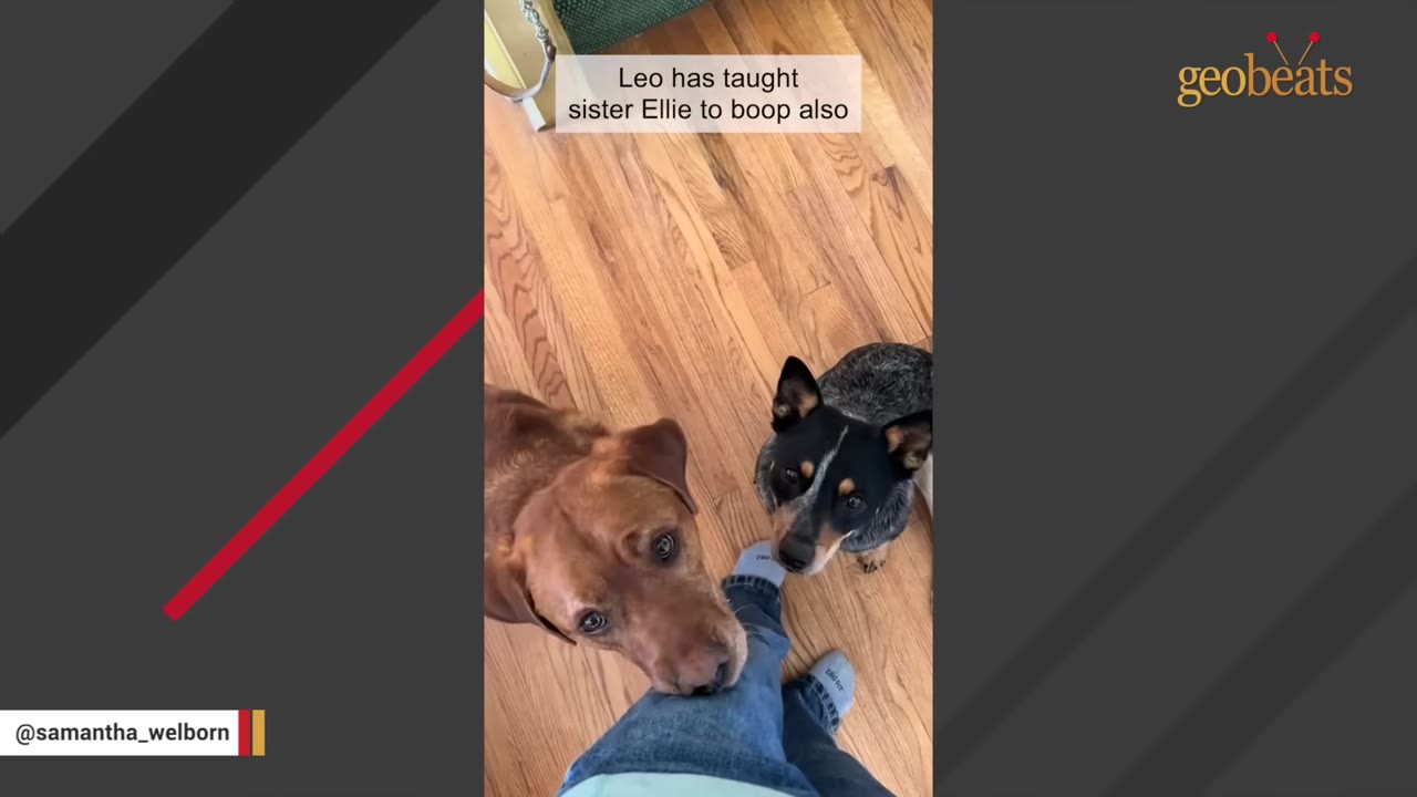 A brown dog and a black-and-grey dog look up at a person, with the brown dog gently nudging the person's leg with its snout on a wooden floor.