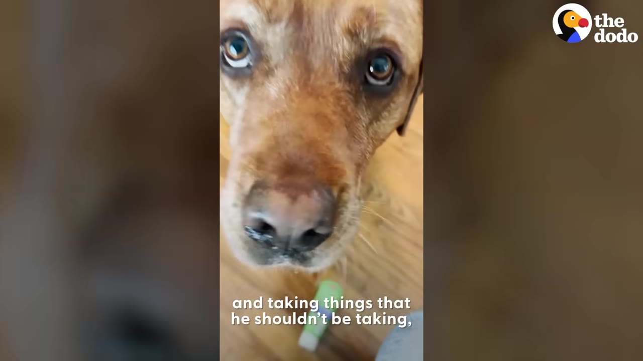 A close-up of a brown dog looking up with wide, expressive eyes.