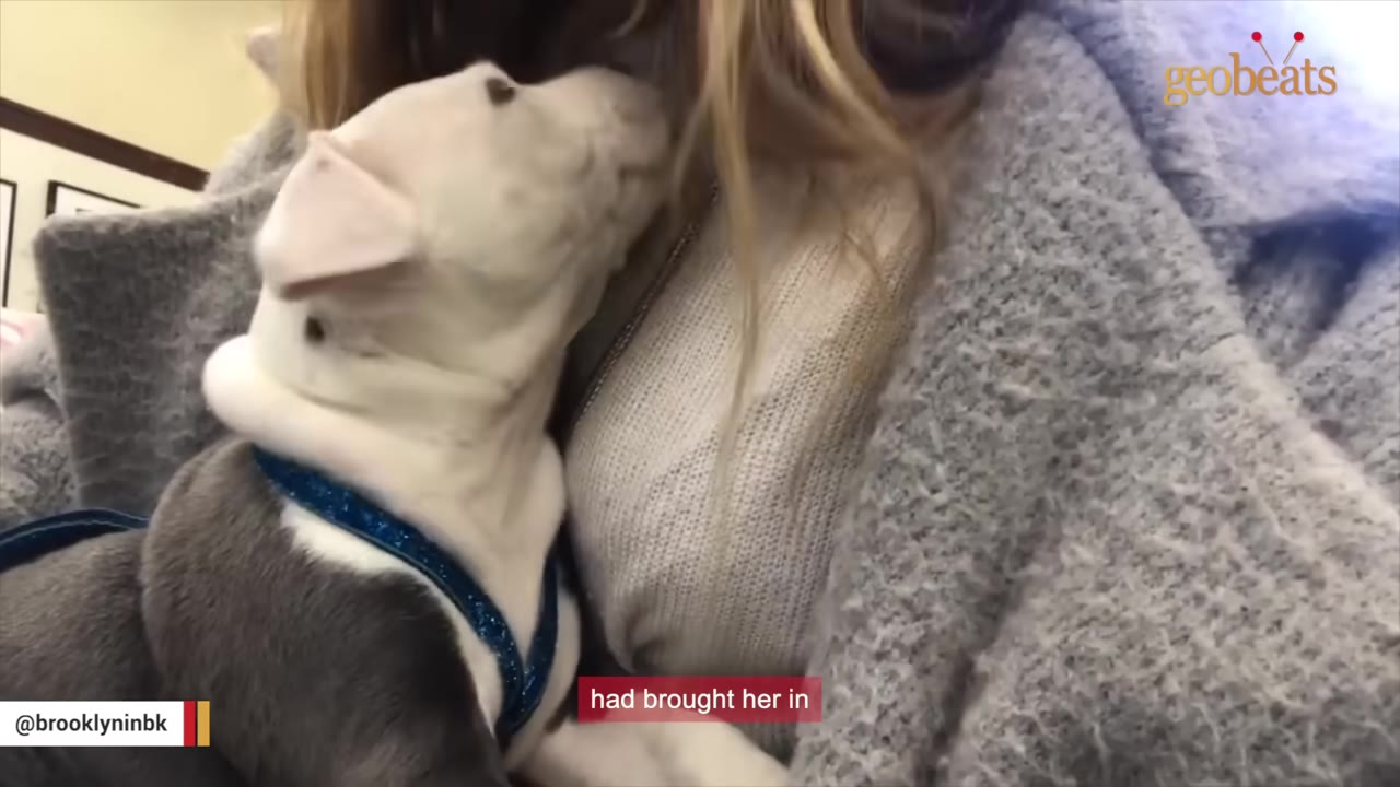 A small black and white puppy wearing a blue collar is held close by a person wearing a grey knit sweater.