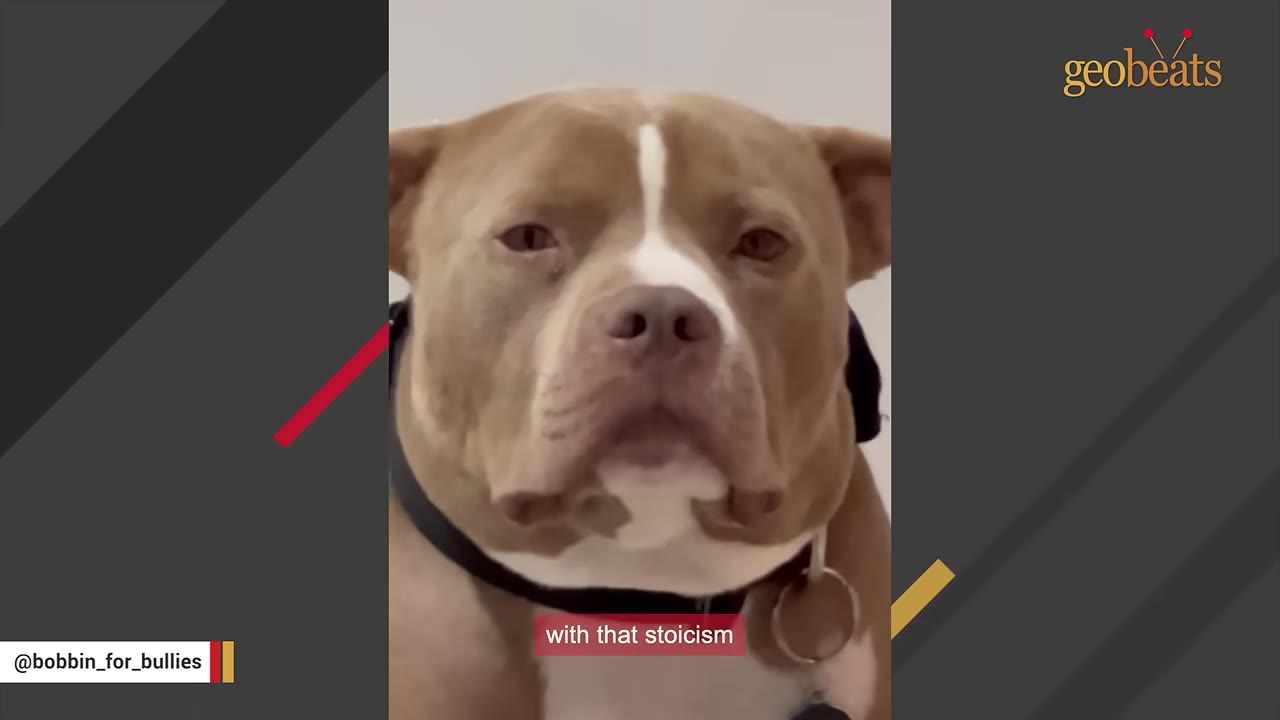 A close-up shot of a tan and white pit bull looking directly at the camera with a calm, stoic expression.