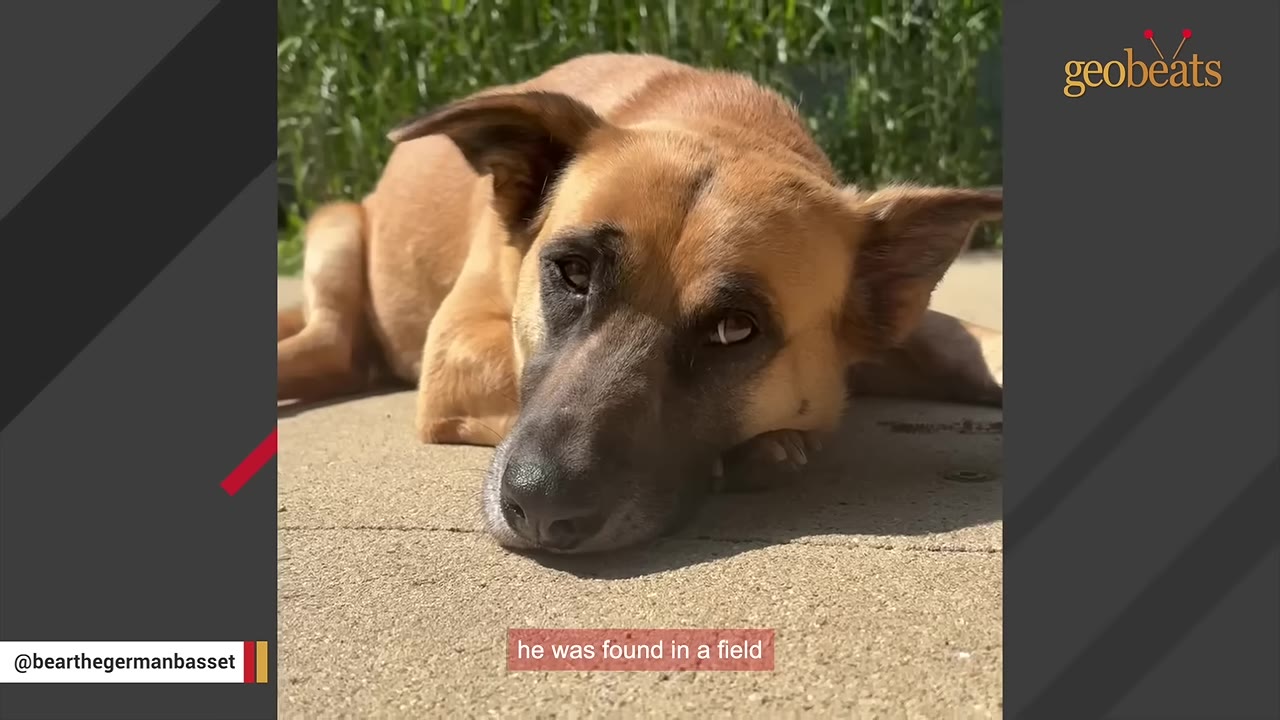 A tan and black dog lies on the ground with a sad expression, looking directly at the camera.
