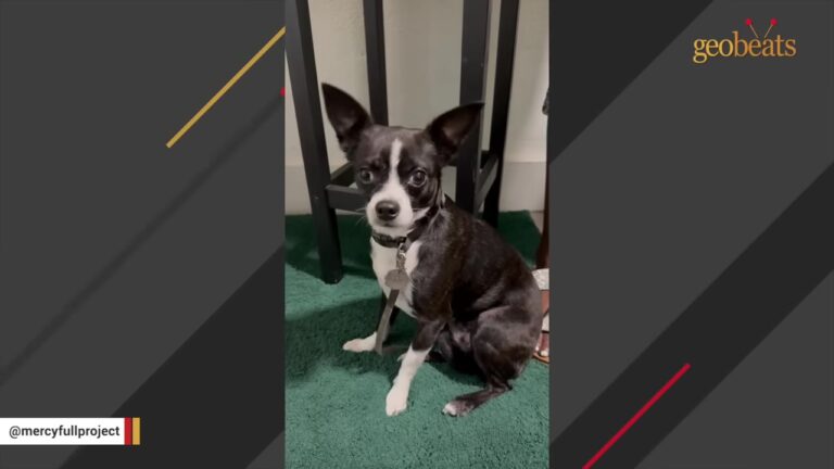 Surrendered Florida Chihuahua Trembled Uncontrollably After Her Owner Walked Out The Door