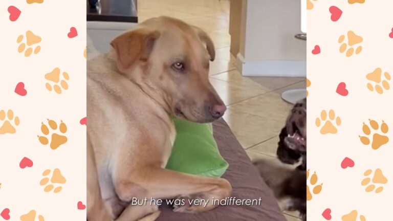 Tiny Foster Florida Puppy Wouldn’t Give Up On A Skittish Stray Who Had Never Wanted A Dog Friend Before