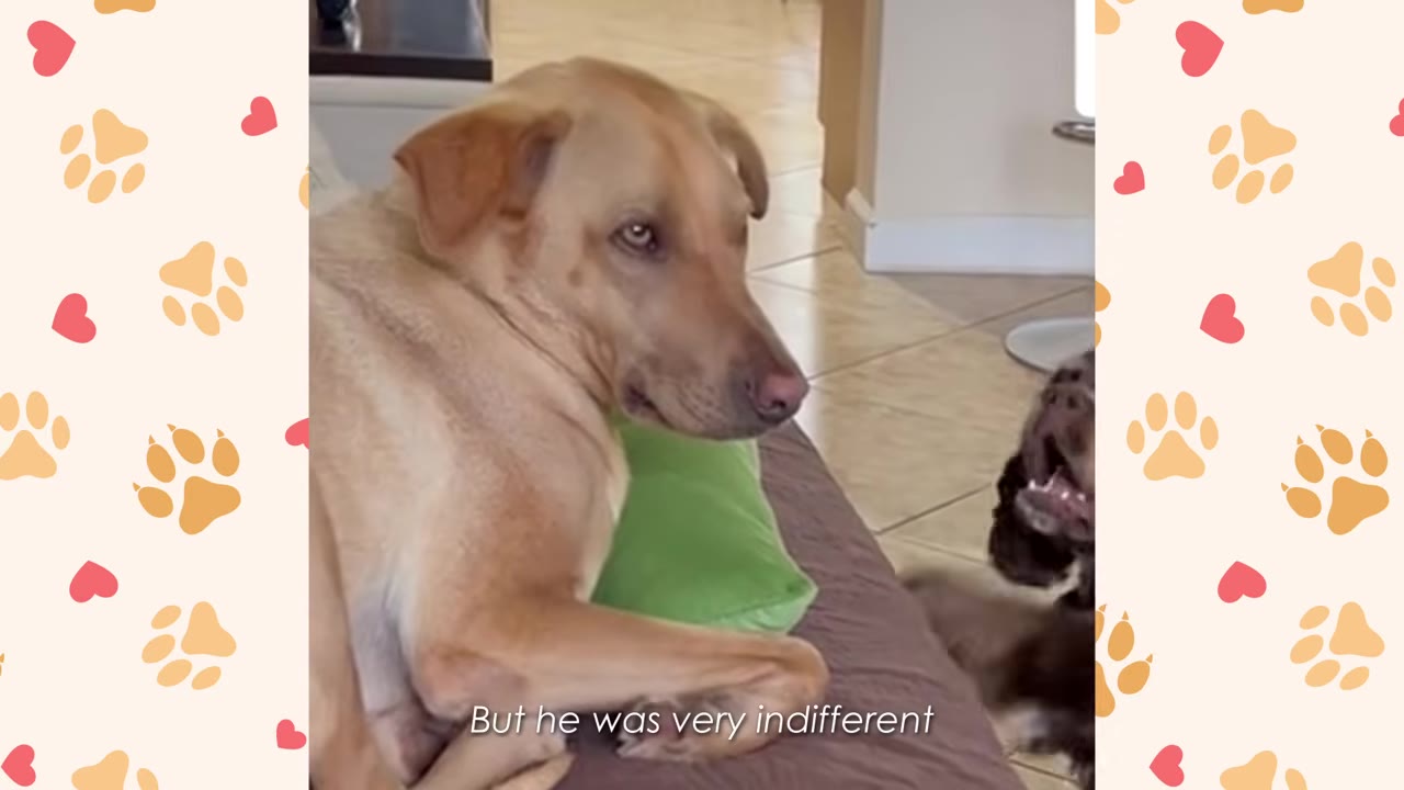 A tan dog lies on a couch next to a green pillow, looking sideways with an indifferent expression toward a dark-colored dog on the right.