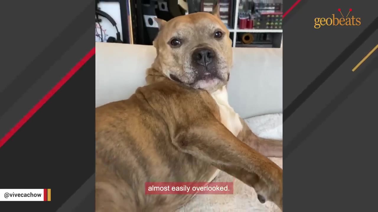 A tan and white pit bull-type dog lies quietly on a light-colored couch, looking directly at the camera with a calm expression.