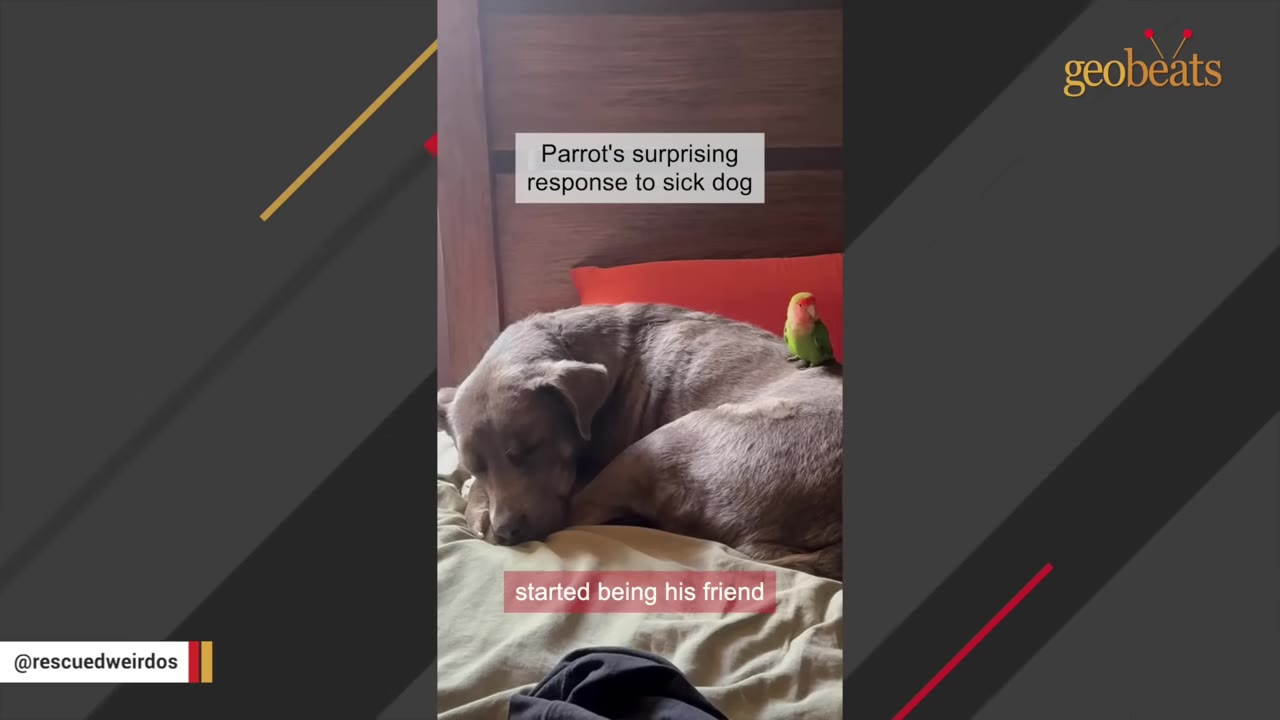 A grey dog lies curled up on a bed with a small green and orange lovebird perched on its back.