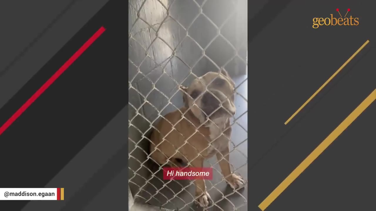 A tan and white dog sits behind a chain-link fence inside a shelter kennel, looking up.