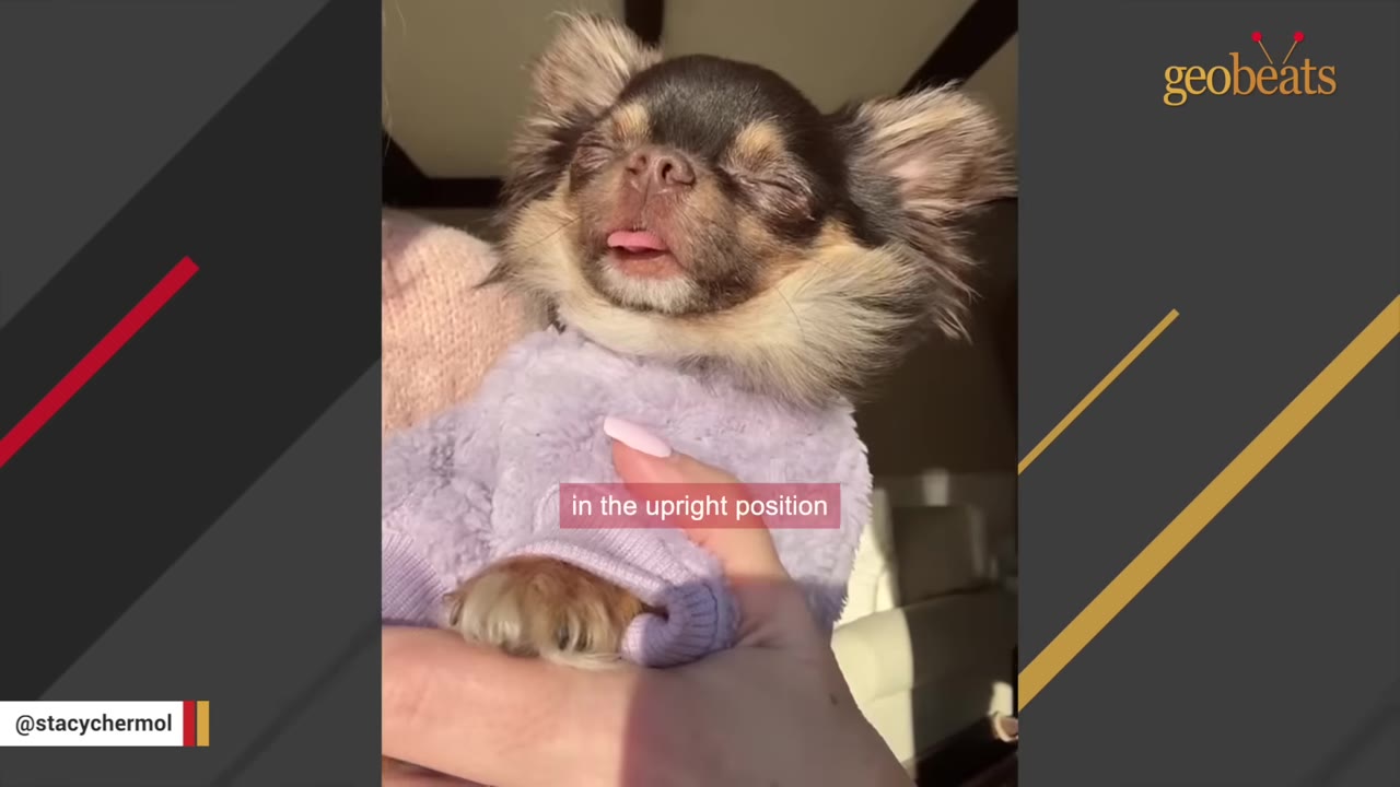 A small long-haired Chihuahua wearing a fuzzy purple sweater sleeps peacefully with its eyes closed and tongue slightly sticking out while being held.