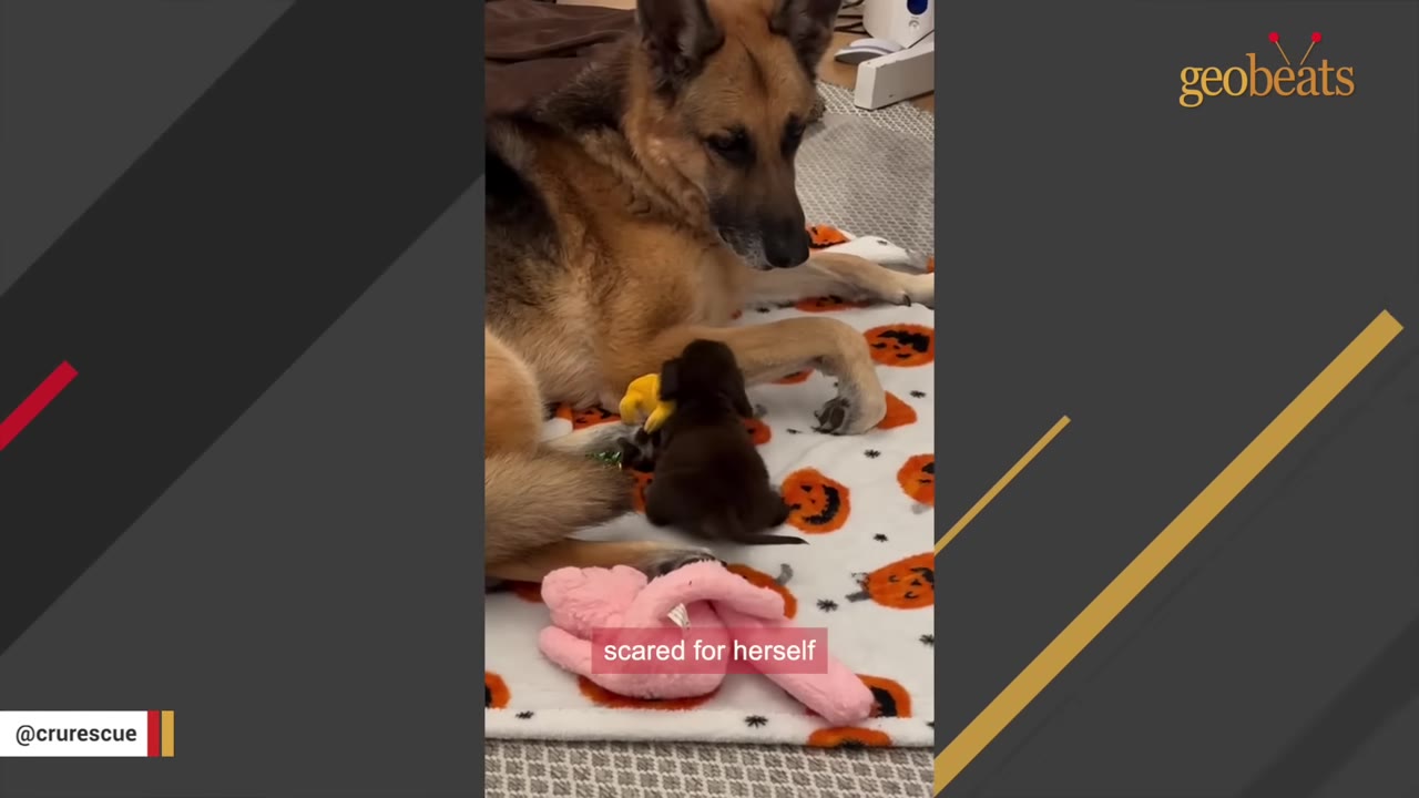 A German Shepherd dog lying down on a Halloween-themed blanket next to a tiny brown puppy, with a subtitle that reads 'scared for herself'.