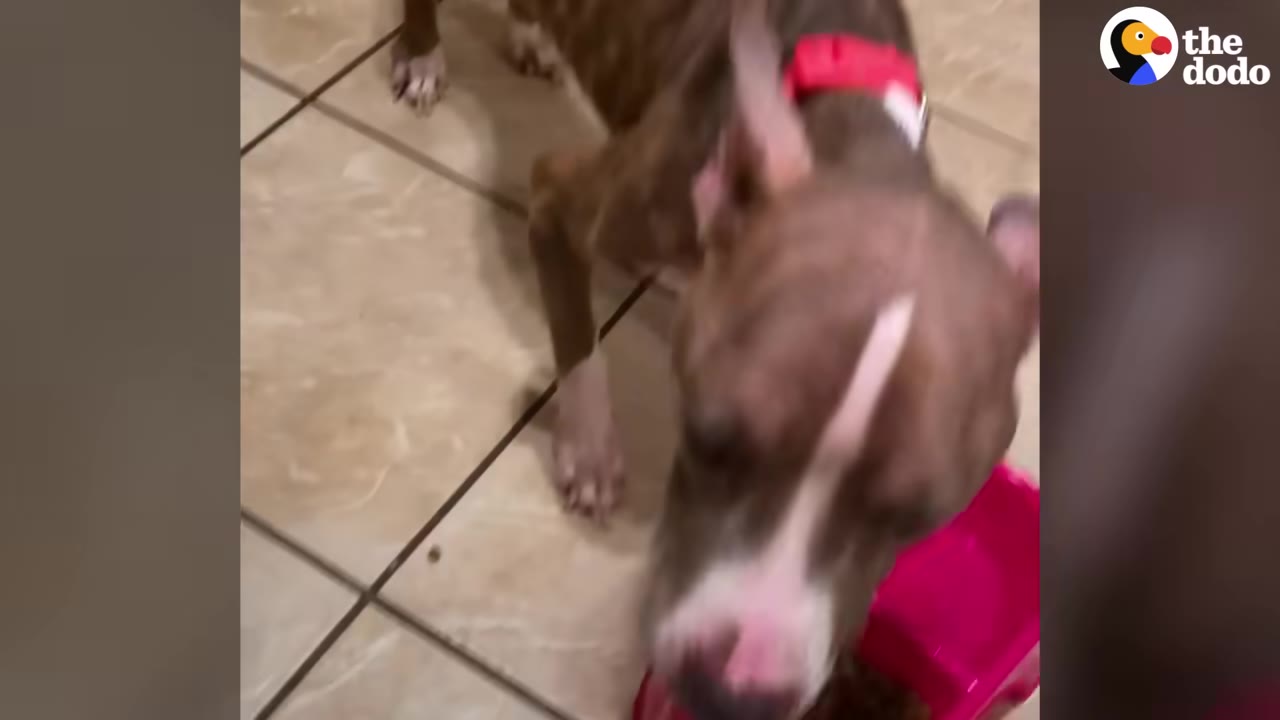 A thin brown and white dog eating food from a pink bowl on a tiled floor.