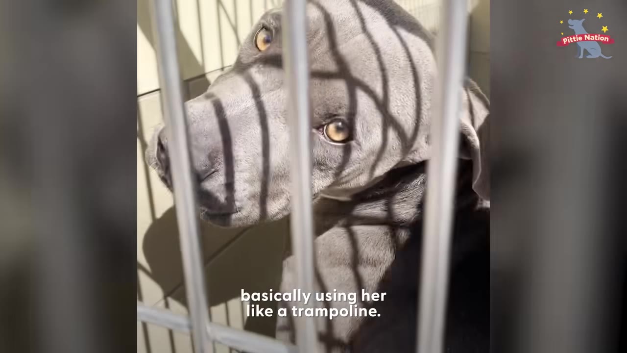 A close-up shot of a grey pit bull looking up through the metal bars of a kennel, with the subtitle 'basically using her like a trampoline' at the bottom.