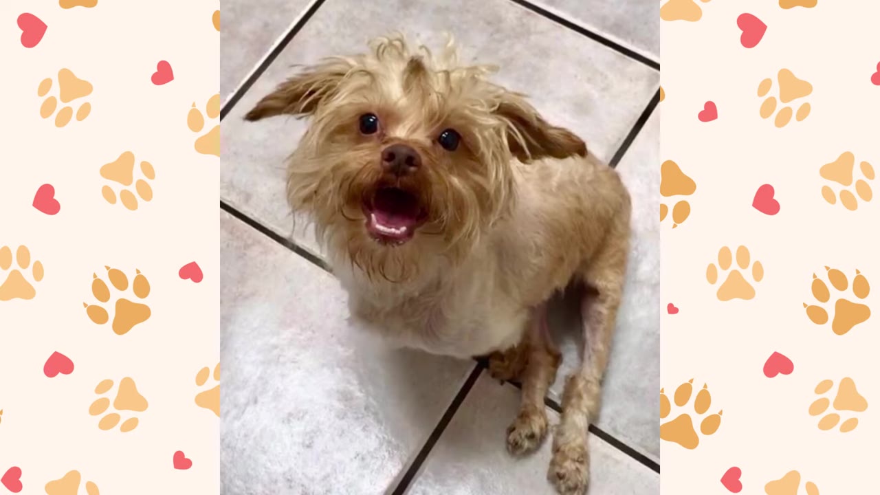 A small, scruffy light-brown dog with its hind legs splayed out sits on a tiled floor, looking up with an open mouth.