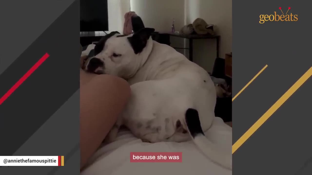 A black and white dog rests her head on a person's leg while lying on a bed.