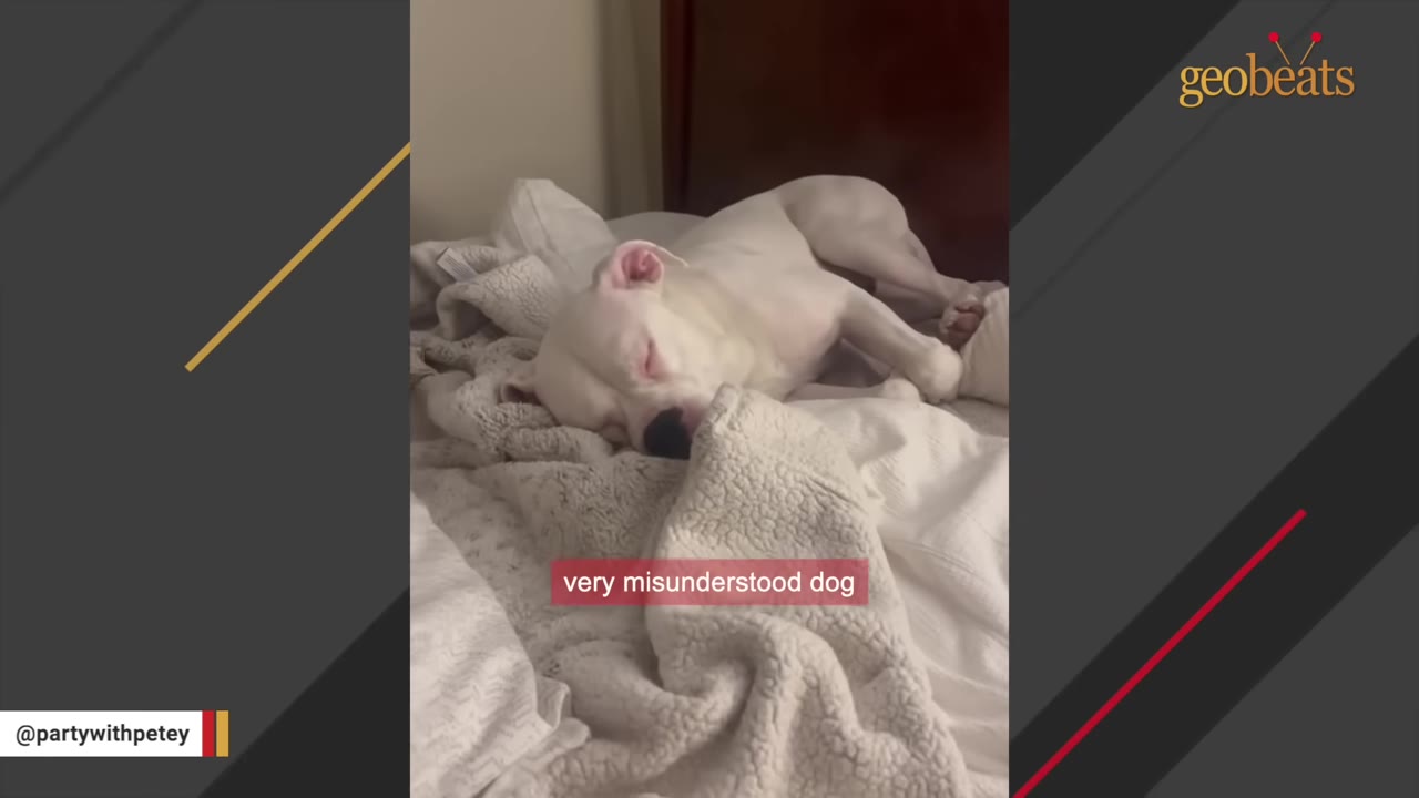 A white dog sleeping peacefully on a bed covered with blankets, with text overlay reading 'very misunderstood dog'.