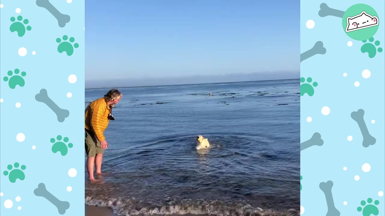 A man in a yellow jacket stands on the shore of a beach, watching a small yellow puppy swim in the water with a yellow ball in its mouth.
