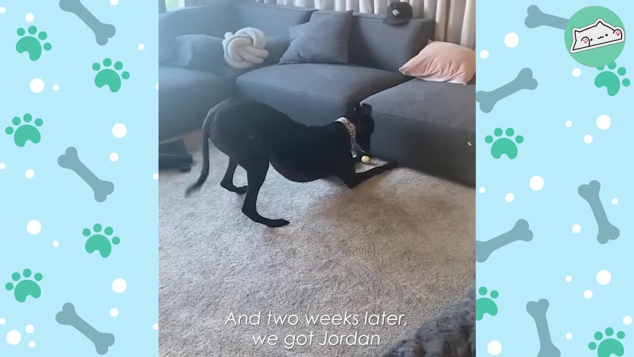 A black greyhound stretches on a carpeted floor in a living room next to a grey sectional sofa, with text on screen reading 'And two weeks later, we got Jordan'.