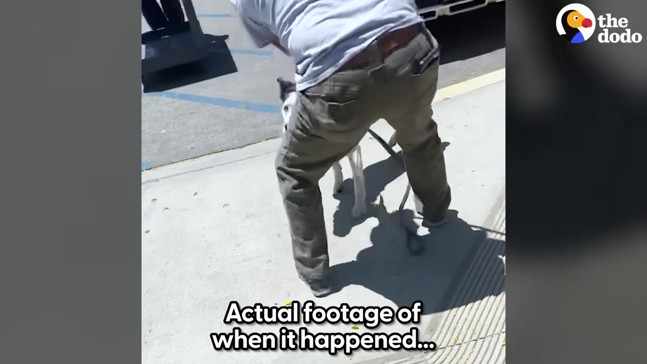 A low-angle shot of a man in khaki pants and a grey shirt holding a black and white dog on a leash on a concrete sidewalk, with text overlay reading 'Actual footage of when it happened...'