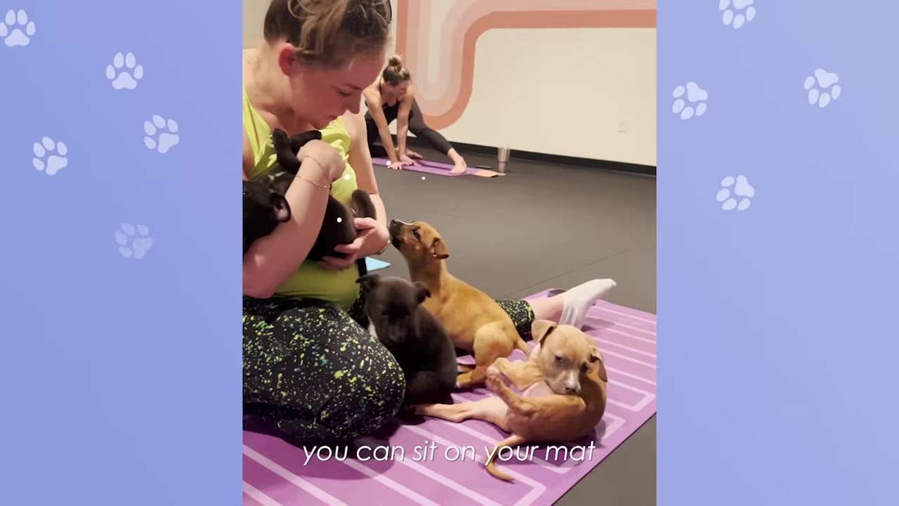 A woman sitting on a purple yoga mat holds a black puppy while three other small puppies play around her feet.