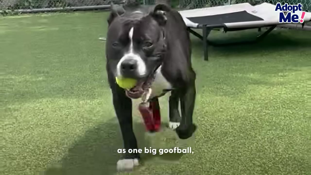 A black and white dog happily runs across a green lawn with a yellow tennis ball in its mouth.