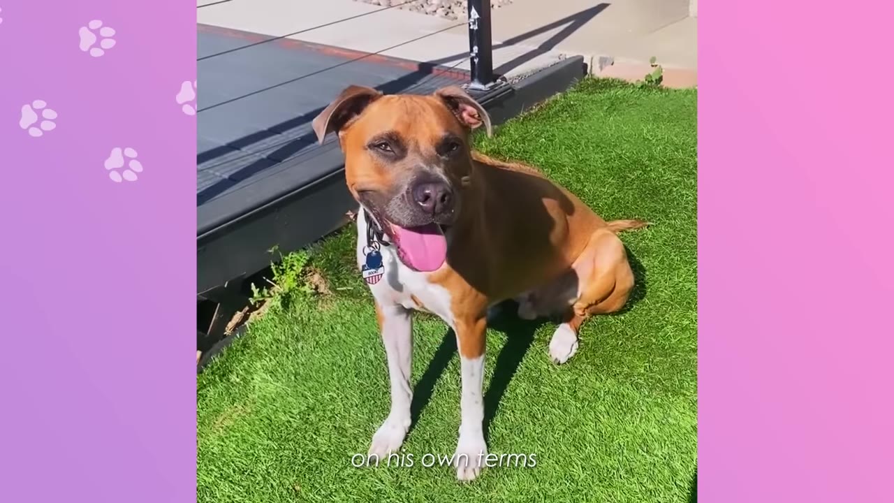 A brown and white dog sitting on green grass, smiling with his tongue out.