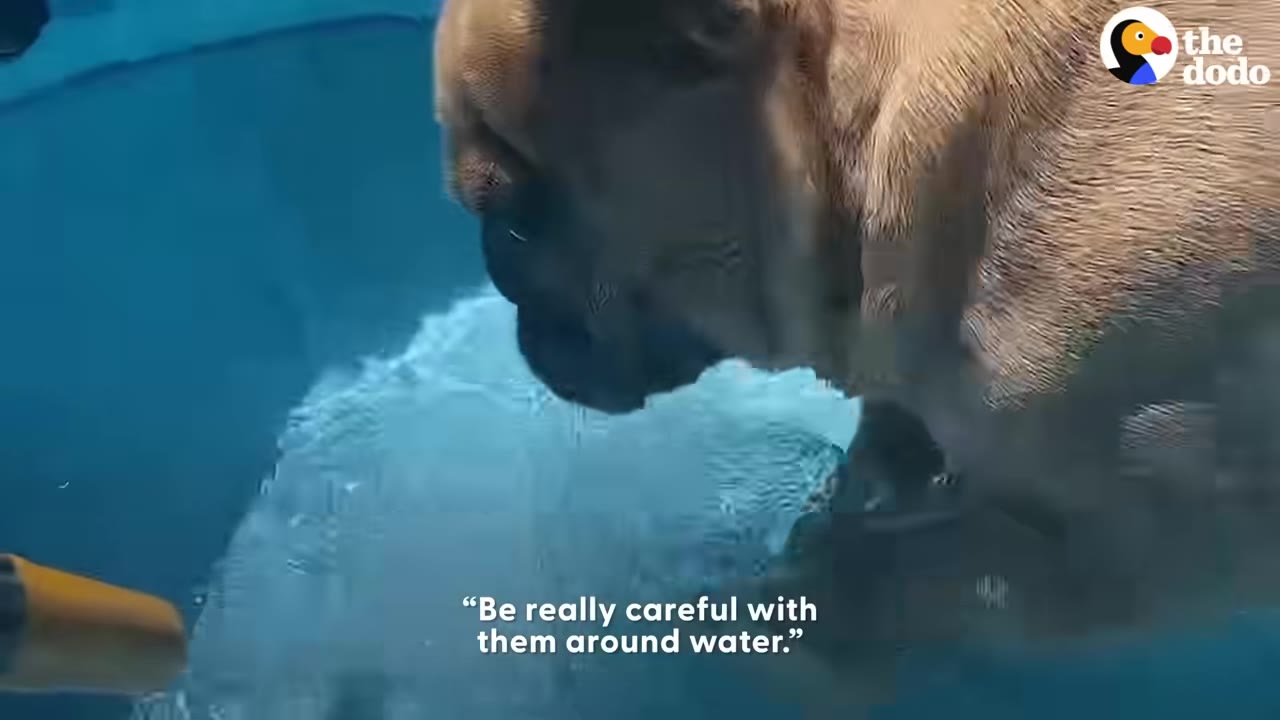 A close-up of a French bulldog looking down at water in a blue pool, with text overlay reading, 'Be really careful with them around water.'