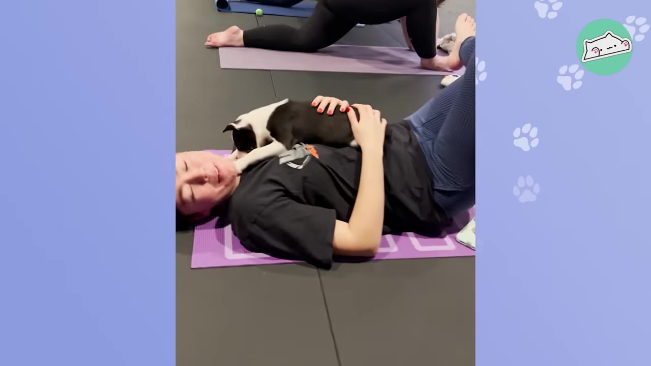 A person lying on a purple yoga mat with a small black and white puppy resting on their chest during a puppy yoga session.