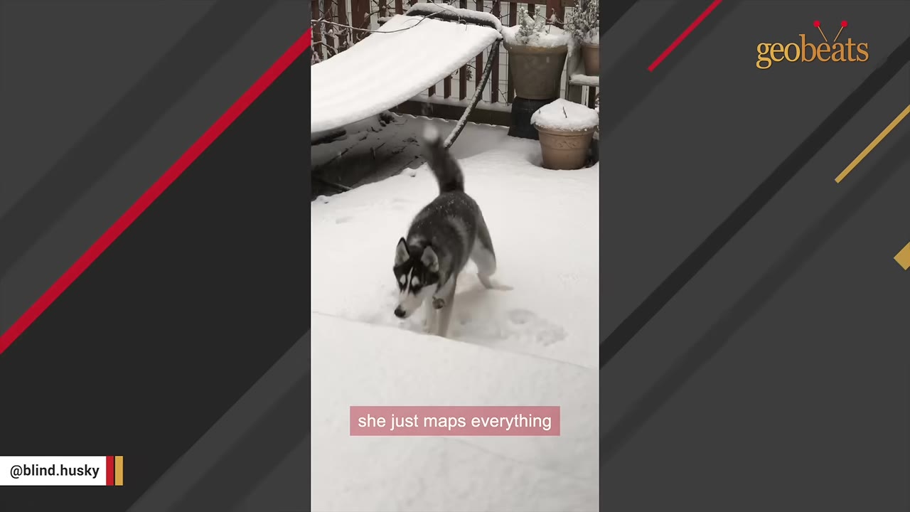 A blind husky navigates a snow-covered backyard, with a text overlay that reads 'she just maps everything'.