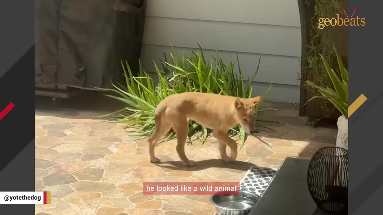 A slender, tan-colored animal resembling a young coyote or wild dog walks across a stone patio in front of a green plant.