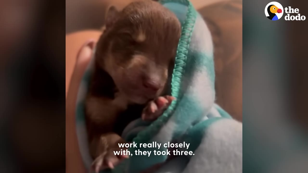 A tiny, newborn brown puppy wrapped in a soft blue and white blanket is held gently by a rescuer.