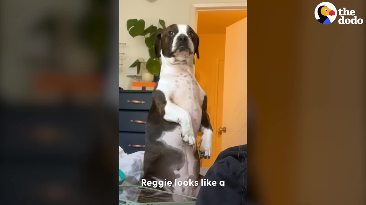 A black and white dog with a long body stands upright on its hind legs, looking like a dachshund with a Boston terrier's head.