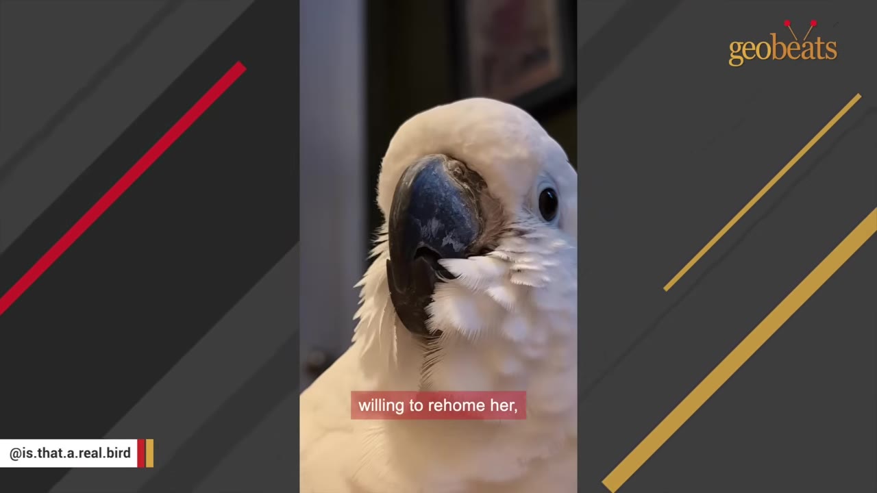 A close-up of a white cockatoo looking directly at the camera, with a subtitle reading 'willing to rehome her,'.