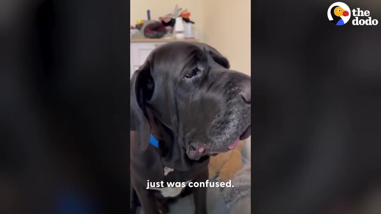 A close-up of a large black Great Dane looking off-camera with a concerned or confused expression.