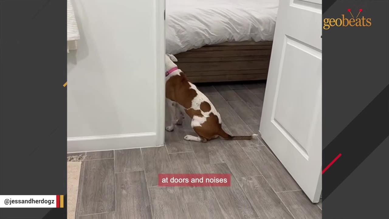 A brown and white dog with a pink collar sits hesitantly on a tiled floor, peeking through an open doorway into a bedroom.
