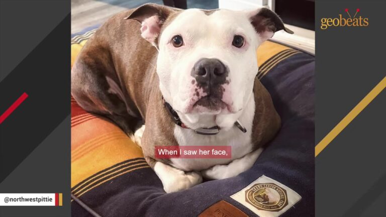 Oregon Stray Arrived Without Her Puppies, Then Faced A Heartbreaking Countdown After 40 Days