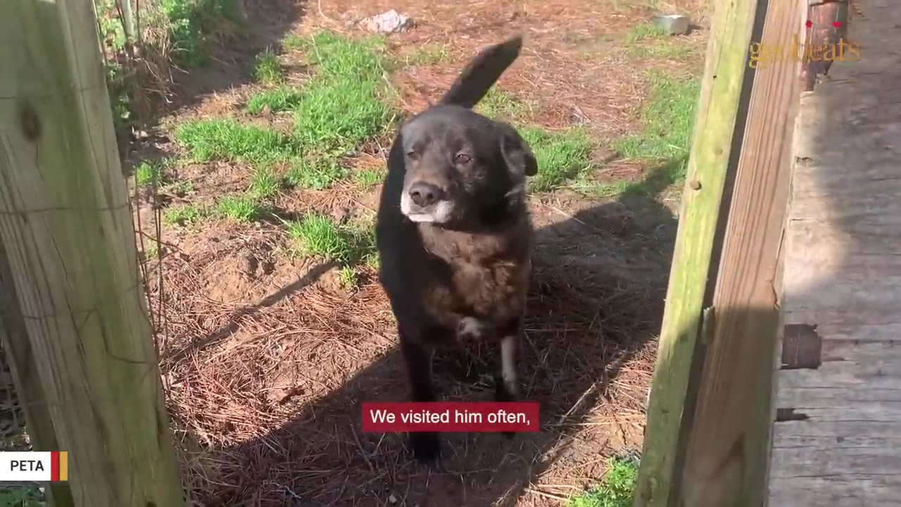 A black senior dog stands in a dirt yard with green grass patches, looking towards the camera with a wagging tail, framed by wooden posts.