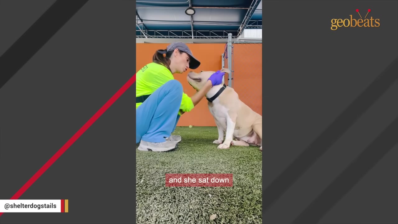 A light-colored dog sitting on green artificial turf next to a person wearing a bright green shirt, blue pants, and a cap, who is gently petting the dog's chin.