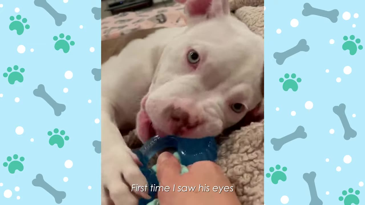 A close-up of a white puppy with light blue eyes chewing on a blue toy held by a person's hand, with text overlay reading 'First time I saw his eyes'.