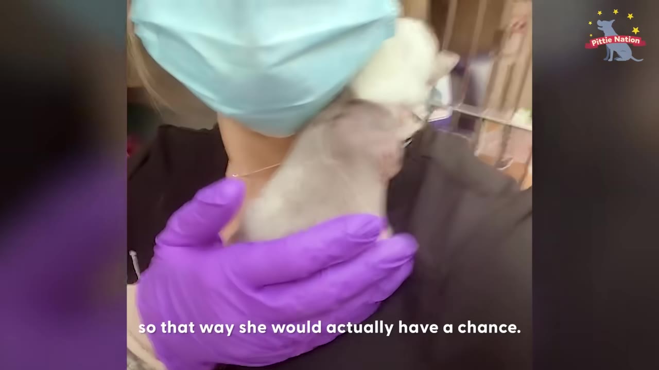 A person wearing a blue surgical mask and purple gloves cradles a tiny, newborn puppy close to their chest.