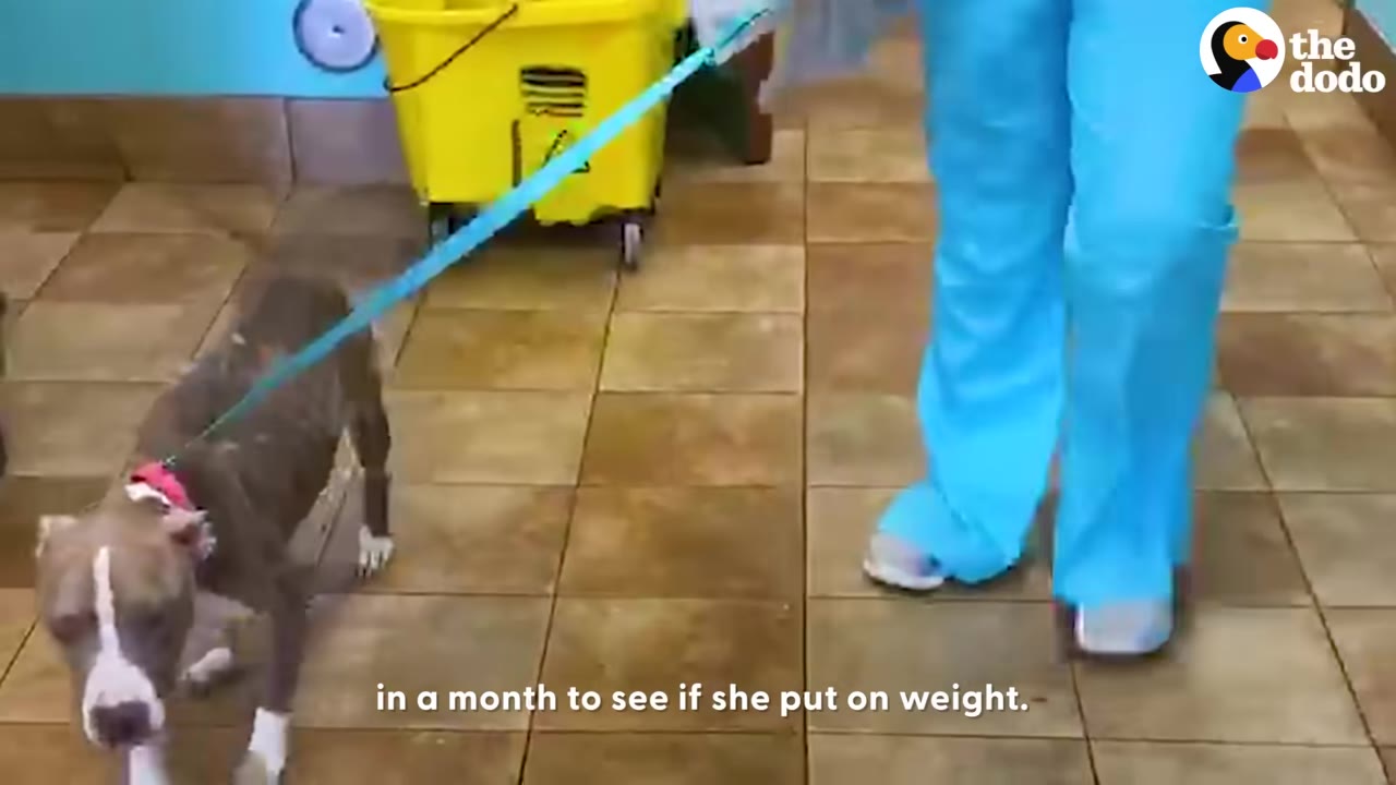 A thin brown and white dog on a blue leash is walked down a tiled hallway by a veterinary worker wearing blue scrubs.