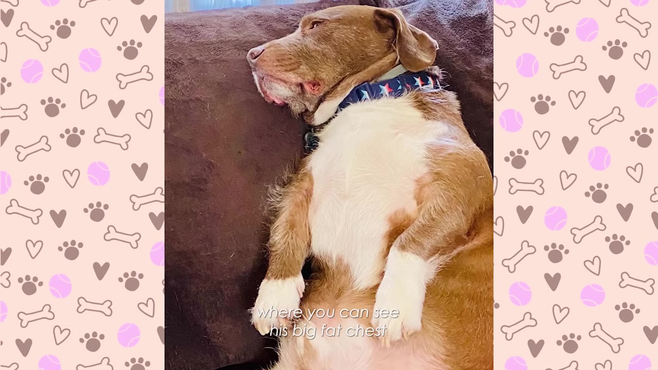 A brown and white dog with short legs lies on its back on a brown couch, showing its broad chest and white paws.