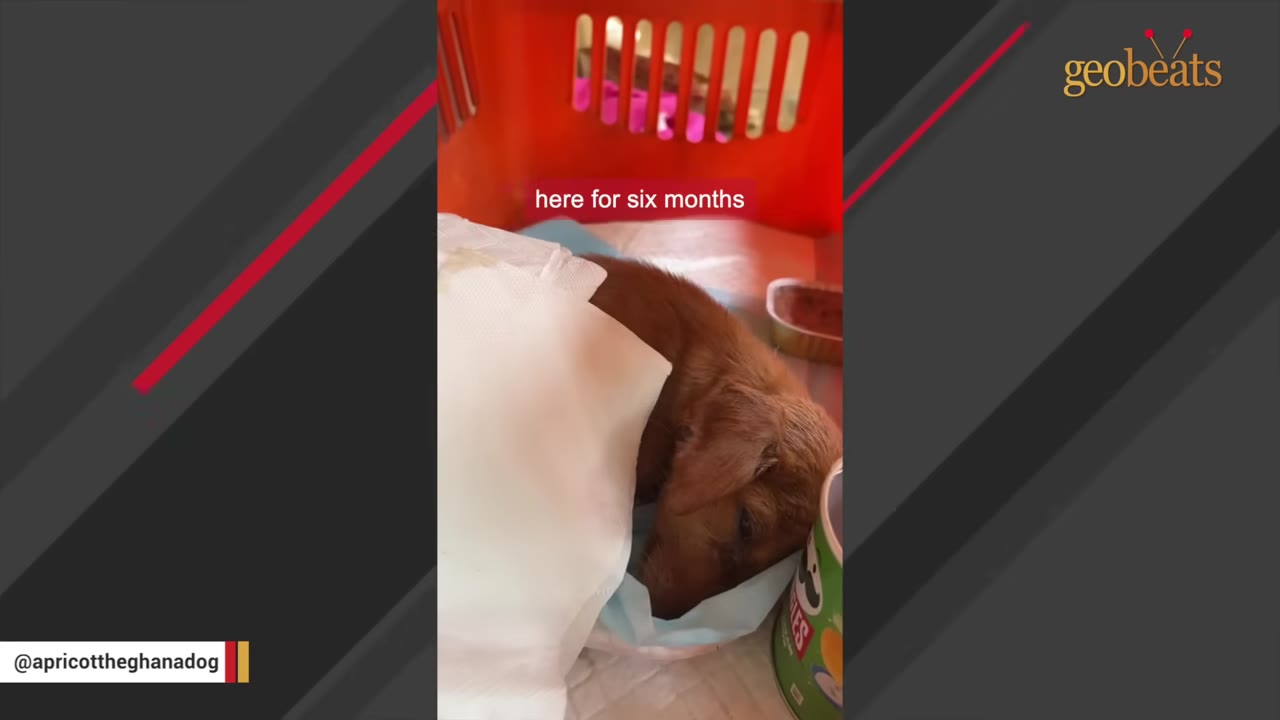 A small brown puppy lies inside an orange pet crate, partially covered by a white paper towel, with text overlay reading 'here for six months'.