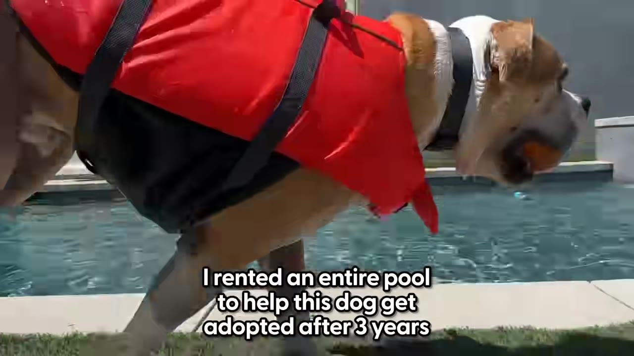 A tan and white dog wearing a red life vest walks along the edge of a swimming pool with text overlay that reads, 'I rented an entire pool to help this dog get adopted after 3 years'.