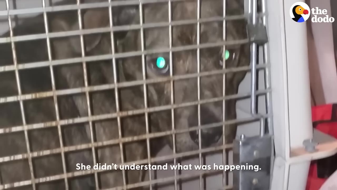 A brindle dog looks out from inside a closed metal wire crate with wide, glowing eyes.