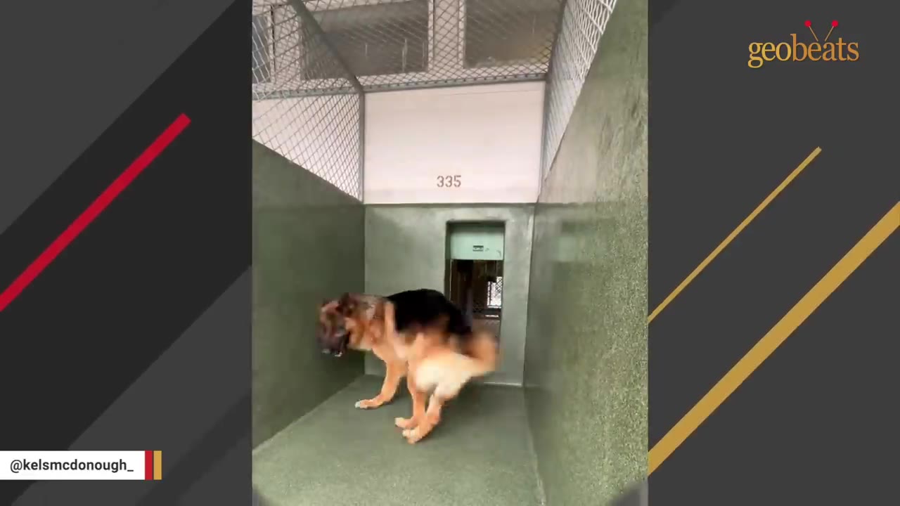 A German Shepherd dog inside a concrete shelter kennel numbered 335.