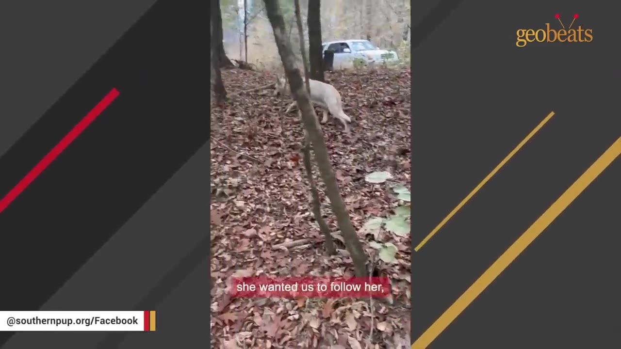 A light-colored dog walks through a wooded area covered in fallen leaves, with a white vehicle visible in the background.