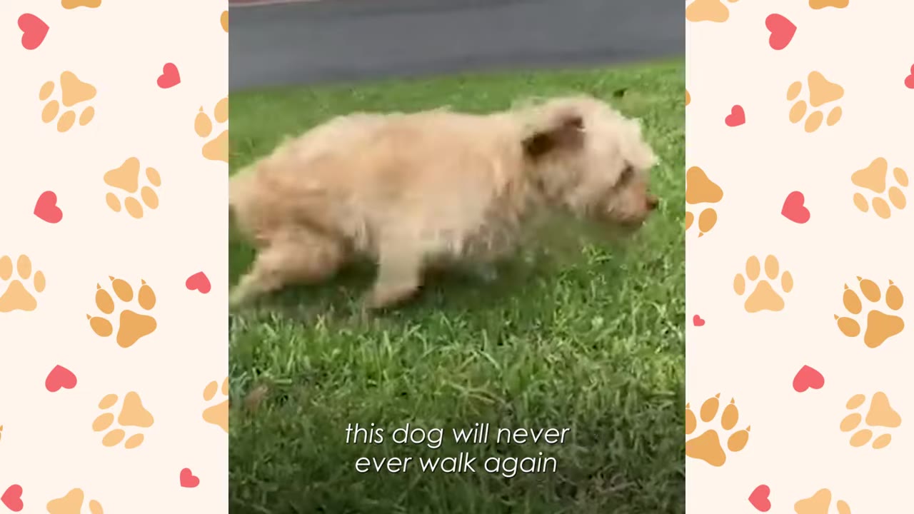 A small, light-brown dog dragging its hind legs on the grass, with text overlay reading 'this dog will never ever walk again'.