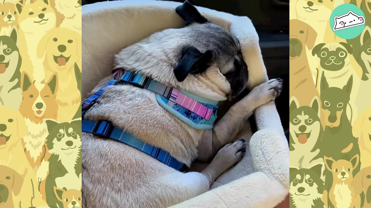 A pug wearing a colorful harness rests its head inside a plush dog bed.