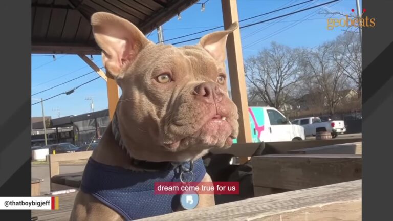 Tennessee Dog Once Dumped With His Feet Tied In Barbed Wire Now Has One Request From Everyone He Meets