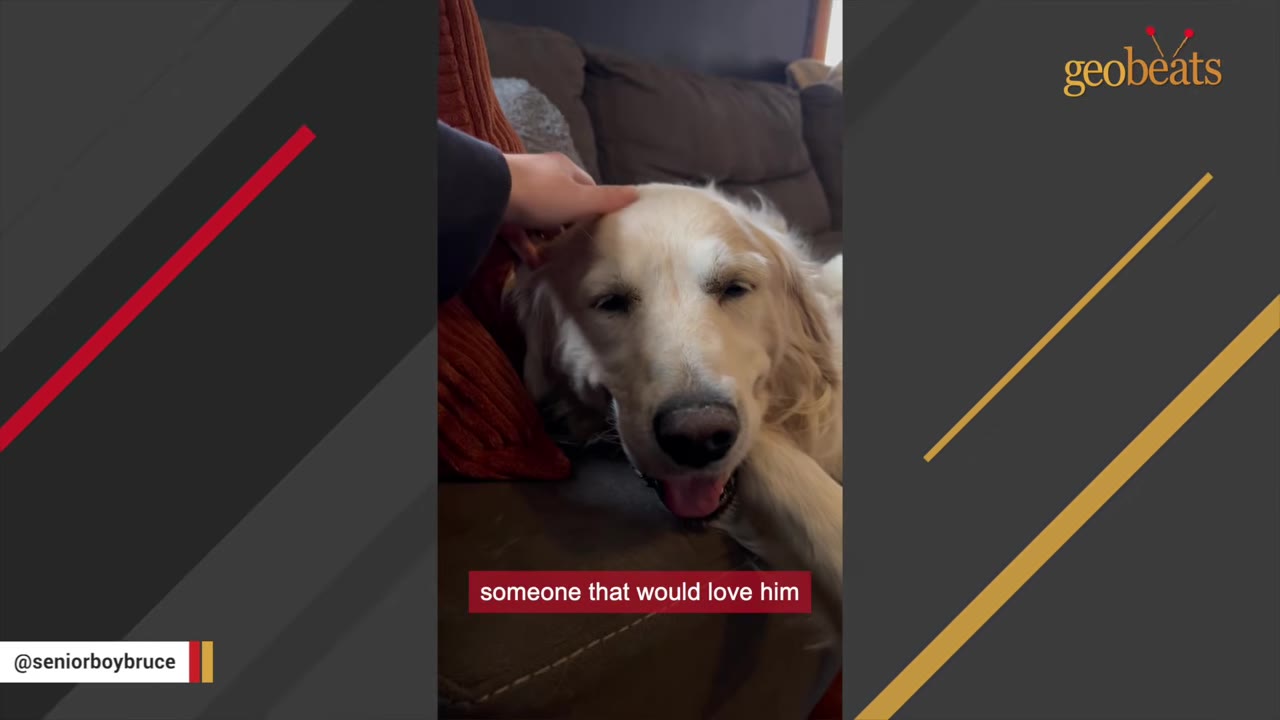 A close-up of a senior golden retriever dog lying on a couch, looking content as a hand gently pets its head.