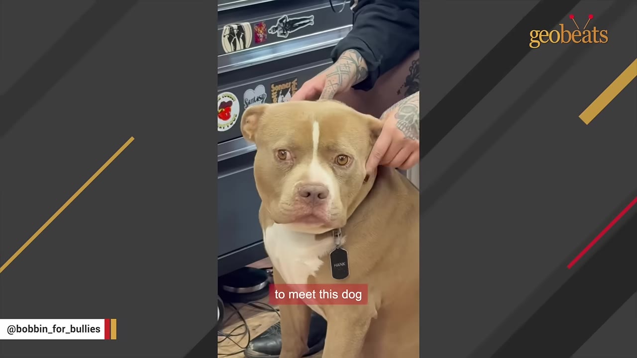A light brown and white pit bull-type dog wearing a collar with a name tag that reads 'HANK' looks at the camera while being gently petted on the head by a person with tattooed arms.